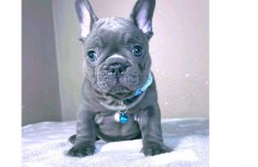 Kék francia bulldog fiú