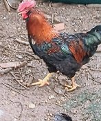 Keltetésre szakállas tyúk tojás eladó. 