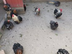 Keltetni törpe cochin tojás eladó