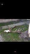 Keresek.Keresek:Ágáncs vétel korrekt aron országosan!!!