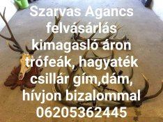 Keresek: Ágáncs felvásárlása vadászati trofea gim őz dám.