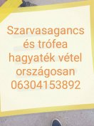 Keresek: Ágancs vásár kiemelt árban Pest megye egész terűletén