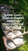 Keresek: Ágancs vétel Magyarország egész területén