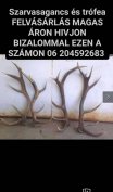Keresek: Baranya megye egész területén ágancsot és trófea felvásárlás