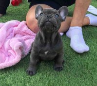 Keresek: Francia és angol bulldog minőségi kiskutyákat keresek!