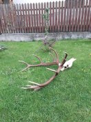 Keresek: Hullott ágancs trófeák felvásárlás!