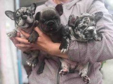 Keresek: Keresek KÉK, Merle fajtatiszta jellegű francia bulldog kutyusokat