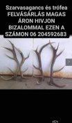 Keresek: Komárom Esztergom megye egész területén ágancsot és trófea felvásárlás