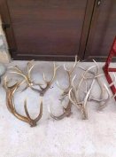 Keresek: Országosan kerresnek ágáncsot trófeat hullott veszek minden 6
