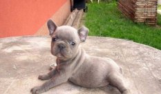 Keresek: Pomerániai törpe spricc és Francia bulldog