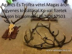 Keresek: Vas megyében ágancs vadász hagyaték trófea felvásárlás