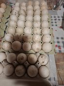 Kettős hasznu tyuk tojás és néma kacsa tojás