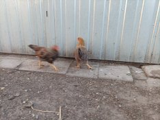 Kettőshasznú tyúk, krédli tyúk, viador kakas, futókacsa, postagalamb