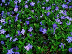 Kis meténg (Vinca minor)