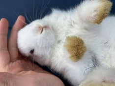 Kisnyuszik húsvétra