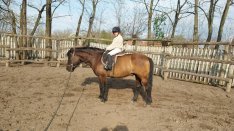 Költözne tisztavérű hucul herélt ló.