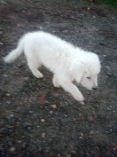 Komondor jellegű chip-elt kan kölyök örökbe fogadható.