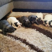 Különleges Színű Francia Bulldog Fajtatiszta Jellegű Kiskutyák