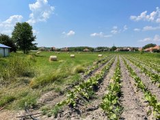Létavértesen a Kassai utca közelében 1,0431 belterületi szántó eladó!