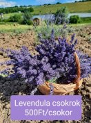 Levendula csokrok eladóak. 500Ft/csokor áron, 100-120 szál/csokor.