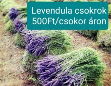 Levendula csokrok eladóak, kis illetve nagy mennyiségben.