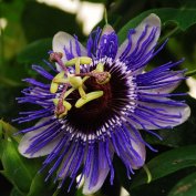Lila kerti golgotavirág (Passiflora caerulea Purple Haze) eladó