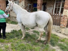 Lipicai nyeregtájon sütött kanca 