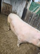 Magyar Lapály koca eladó!