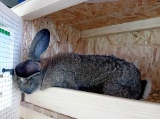 Magyar óriás nyúl eladó 