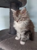 Maine Coon Cicák keresik otthonukat