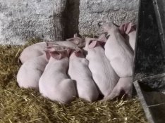 Malacok ivartalanitás Inszeminálás