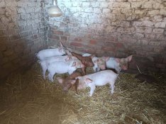 Malacok költöznének 