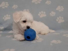 Máltai selyem mini nem maltipoo