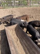 Mangalica-duroc-vietnami