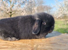 Mini kosorrú 7 hetes bak nyuszika, törpenyúl