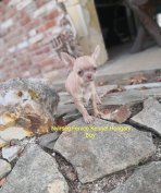 Minőségi Csivava Tenyésztőtöl