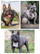 Minőségi francia bulldog kanok fedeznek!