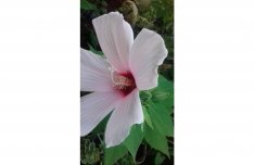 Mocsári hibiszkusz -fehér (chili, paprika) Házhoz !!!!!