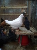 Mondain galamb eladó