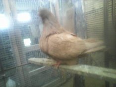 Mondain galambok eladók