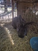 Nagy fajta házi bak nyúl eladó!