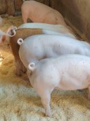 Nagyfehér anya és pietrainduroc apa keresztezésű süldő eladó.