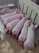 Nagyfehér anya és seghers apa keresztezésű malac eladó.