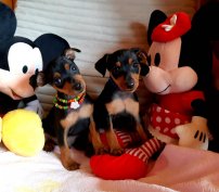 Nagyon szép törpe pinscher kiskutyák szerető gazdit keresnek!