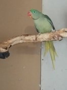 Nagysándor papagájok