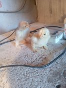 Napos Brahma csirkék