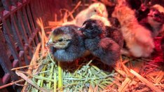 Napos csibe, tanyasi vegyes