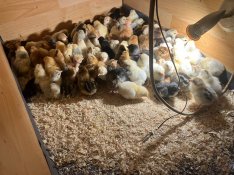 Napos csibe kettőshasznu és brahma