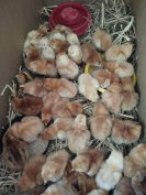 Napos csirkék eladók