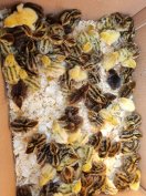 Napos fürjek eladók